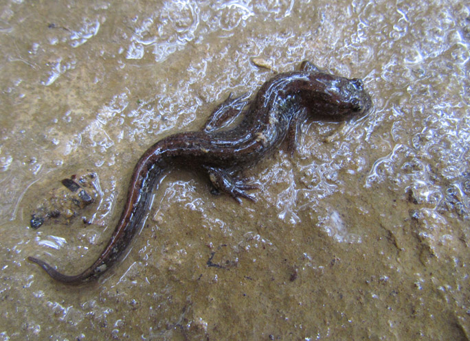 Dusky Salamander